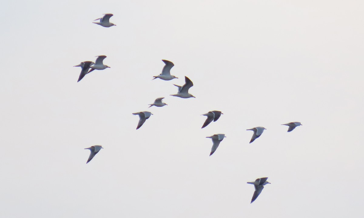 שחף בלתי-מזוהה - ML649549287