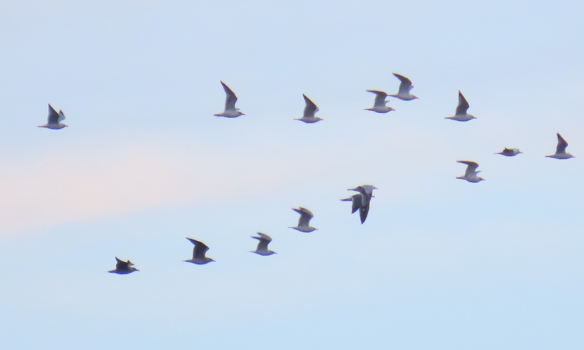 שחף בלתי-מזוהה - ML649549288