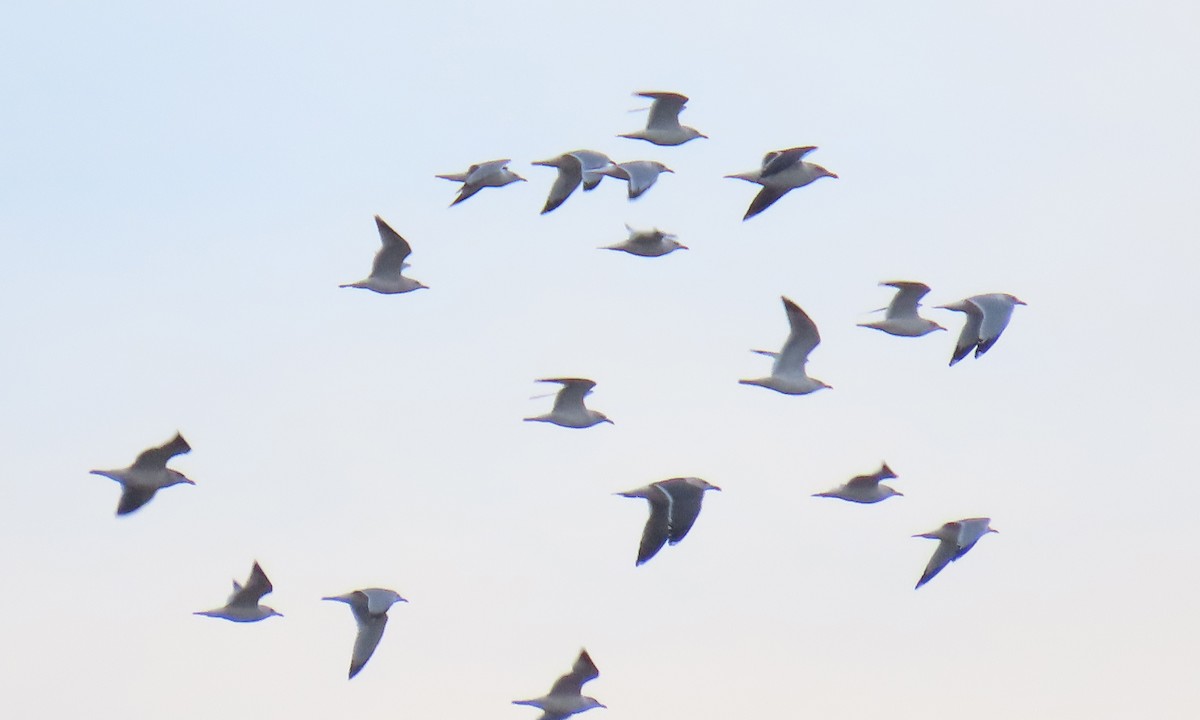 שחף בלתי-מזוהה - ML649549290