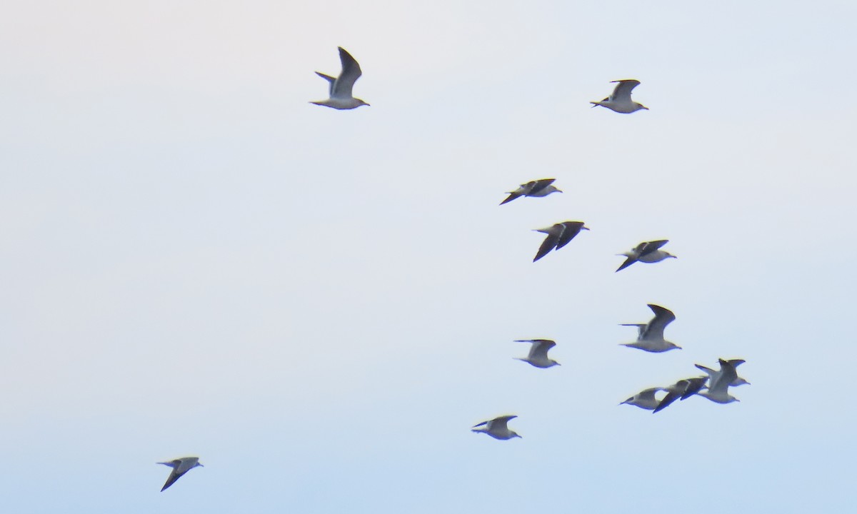 שחף בלתי-מזוהה - ML649549291