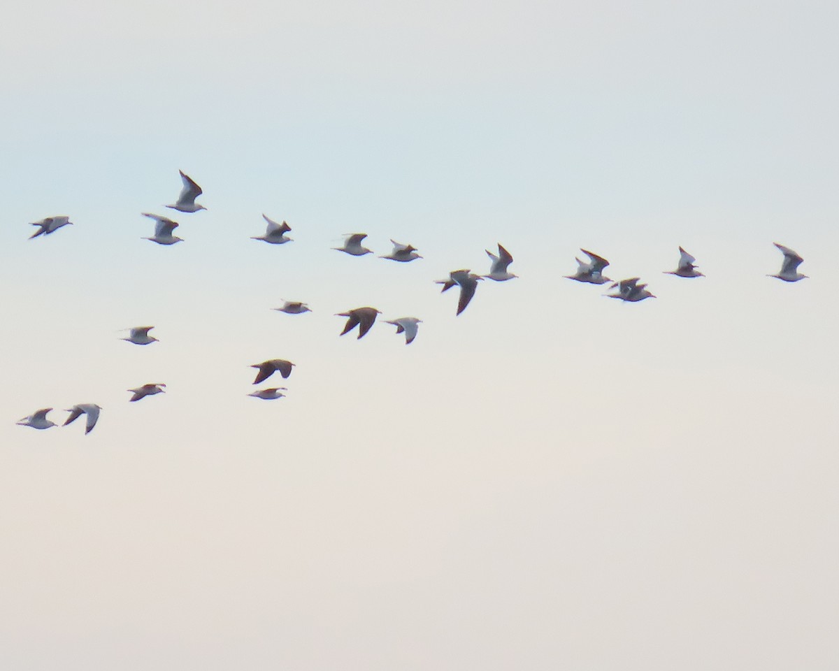 שחף בלתי-מזוהה - ML649549292