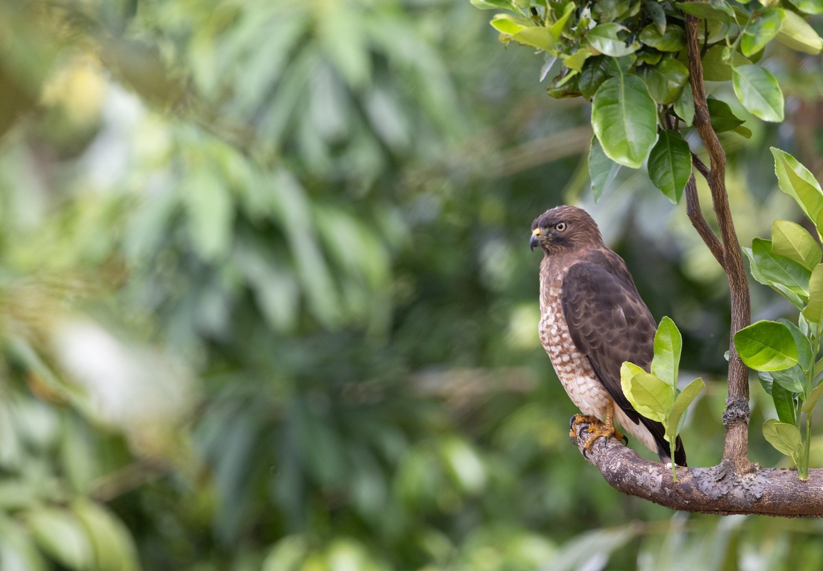 Geniş Kanatlı Şahin - ML649549751