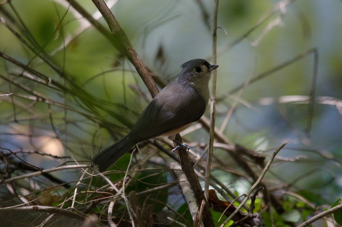 gråduskmeis - ML649549794