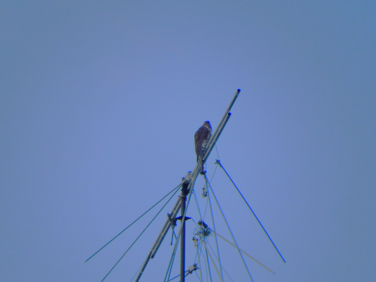 Geniş Kanatlı Şahin - ML649549869