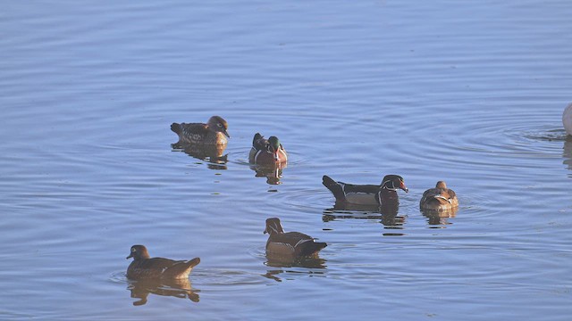 アメリカオシ - ML649550144