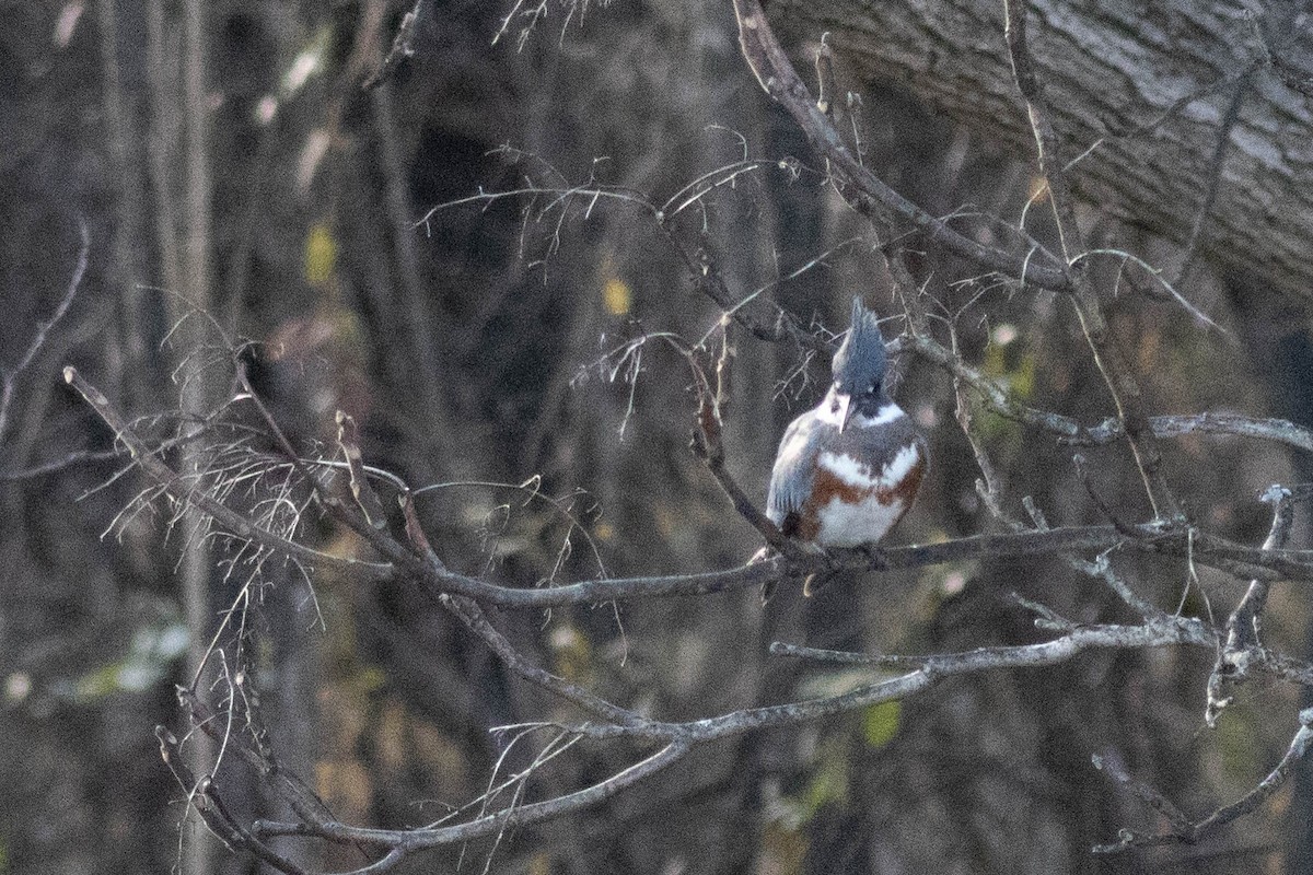 Рибалочка-чубань північний - ML649550156