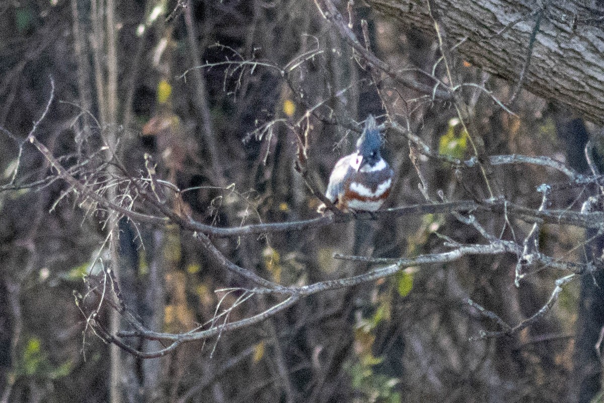 Рибалочка-чубань північний - ML649550188