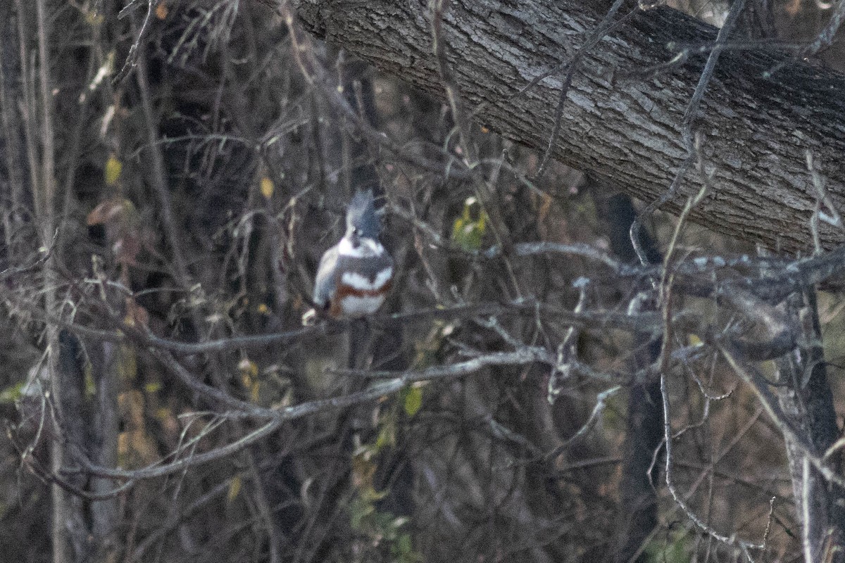 Рибалочка-чубань північний - ML649550206