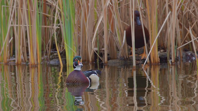 アメリカオシ - ML649550523