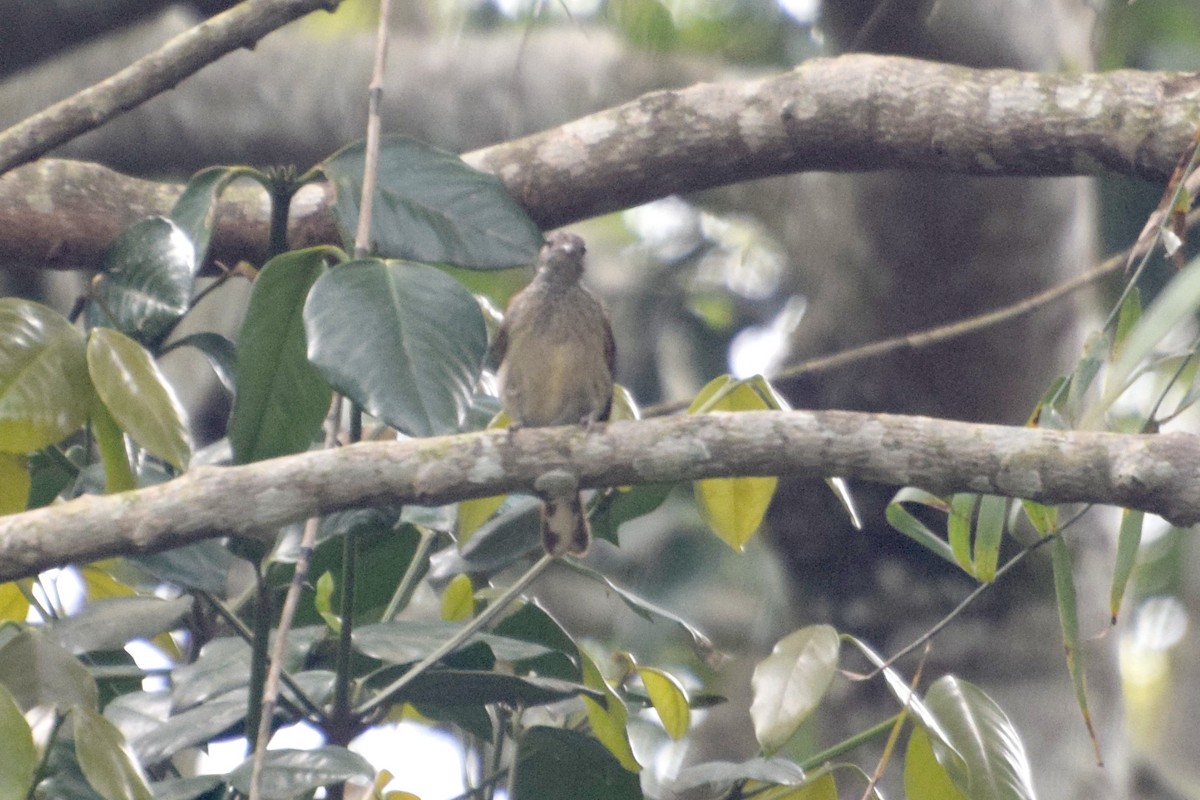Scaly-throated Honeyguide - ML649550525