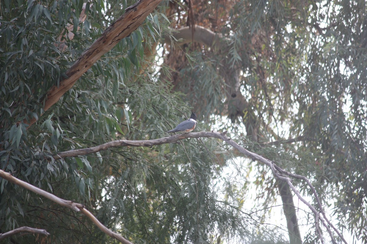 Рибалочка-чубань північний - ML649551150