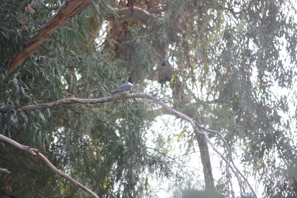 Рибалочка-чубань північний - ML649551151