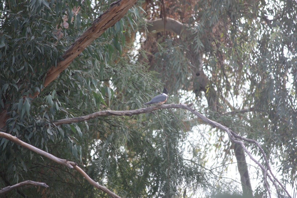 Рибалочка-чубань північний - ML649551152