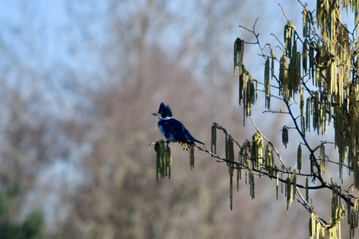 Рибалочка-чубань північний - ML649551361