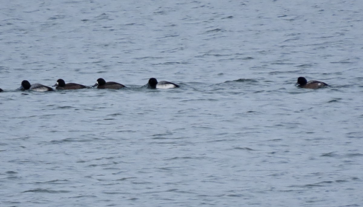 Karabaş Patka - ML649551466