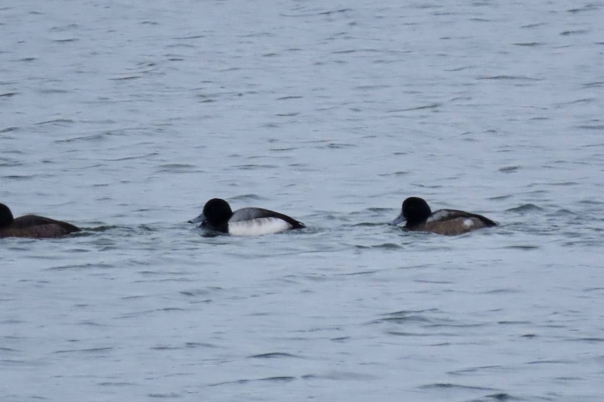 Karabaş Patka - ML649551472