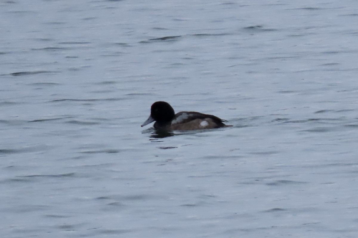 Karabaş Patka - ML649551571