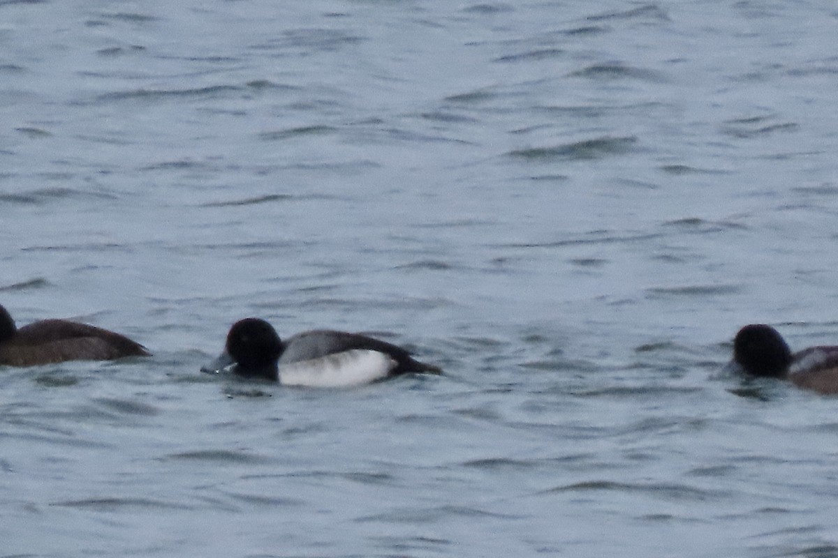 Karabaş Patka - ML649551590