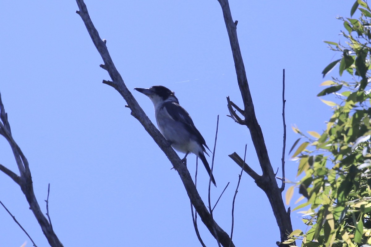 Gray Butcherbird - ML649551793