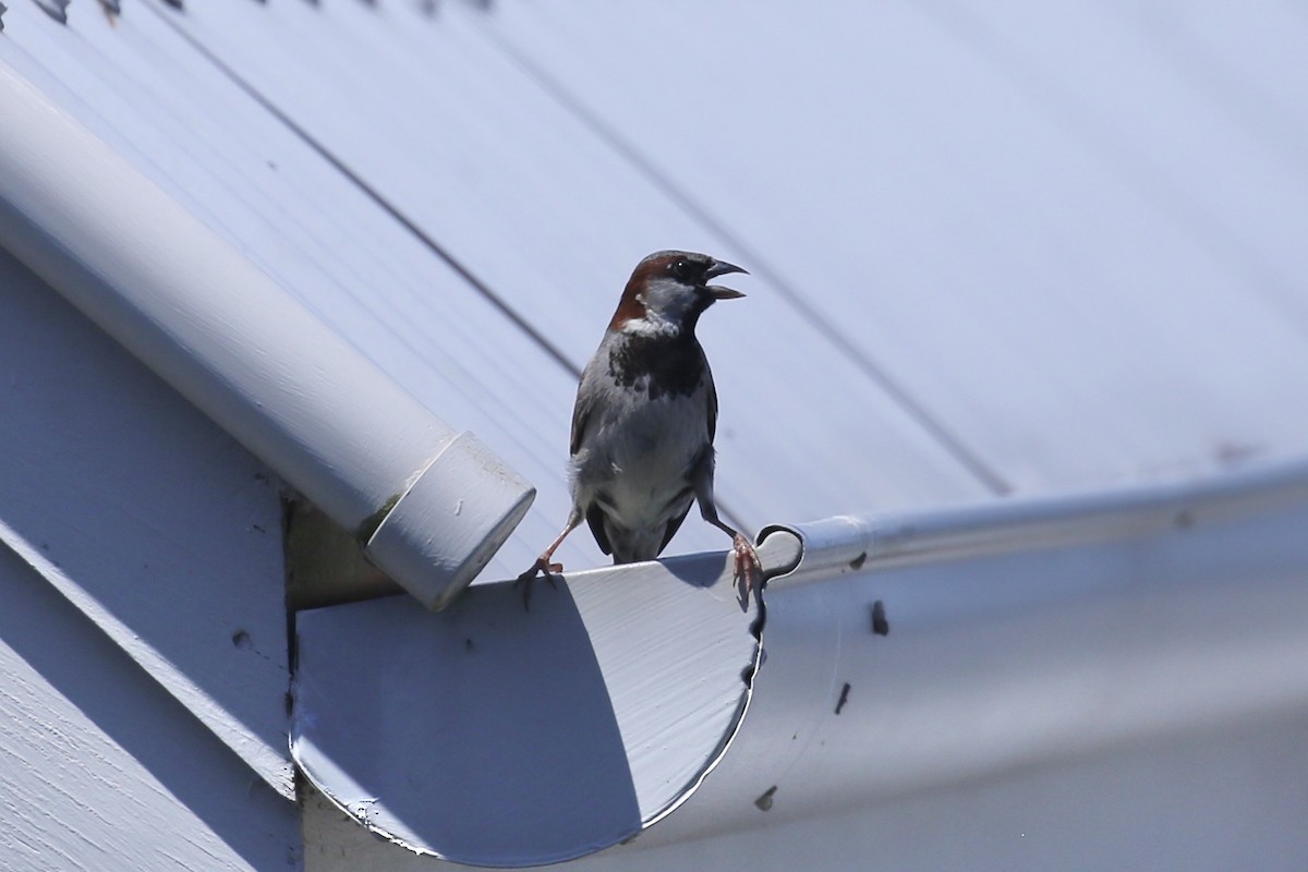 House Sparrow - ML649551851