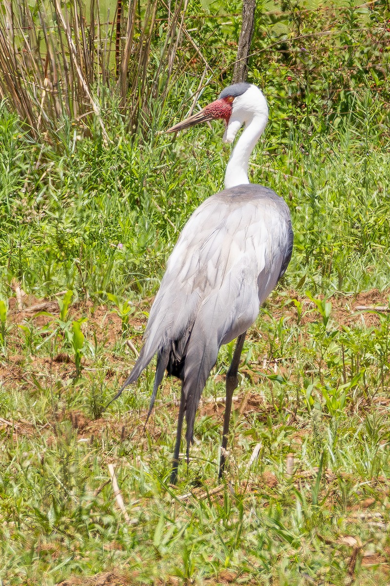 ホオカザリヅル - ML649551925
