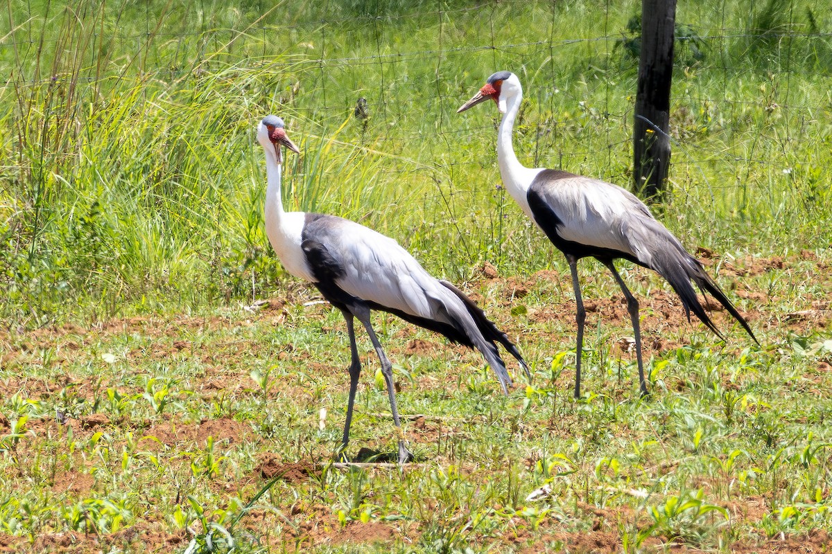 ホオカザリヅル - ML649551926