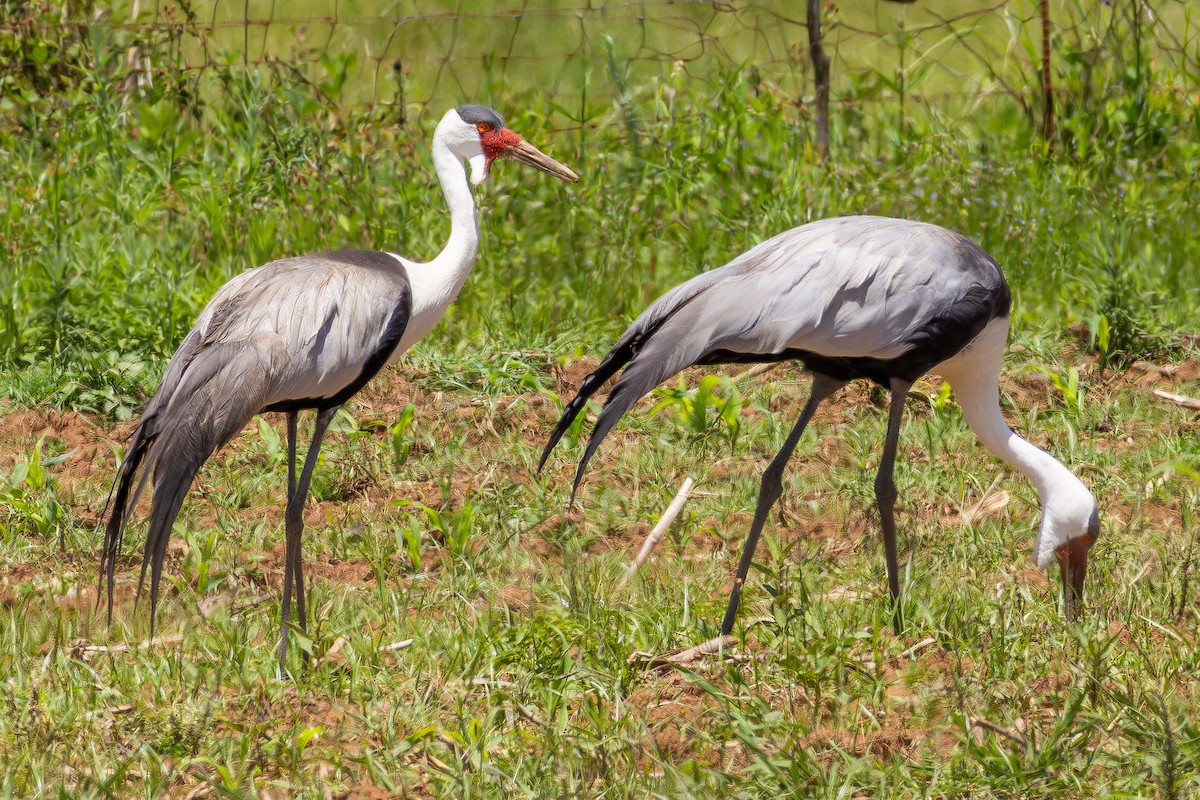 ホオカザリヅル - ML649551927