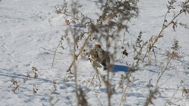 skřivan ouškatý - ML649552059