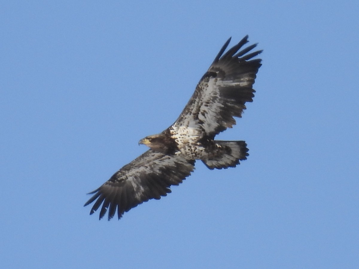 Weißkopf-Seeadler - ML649552434