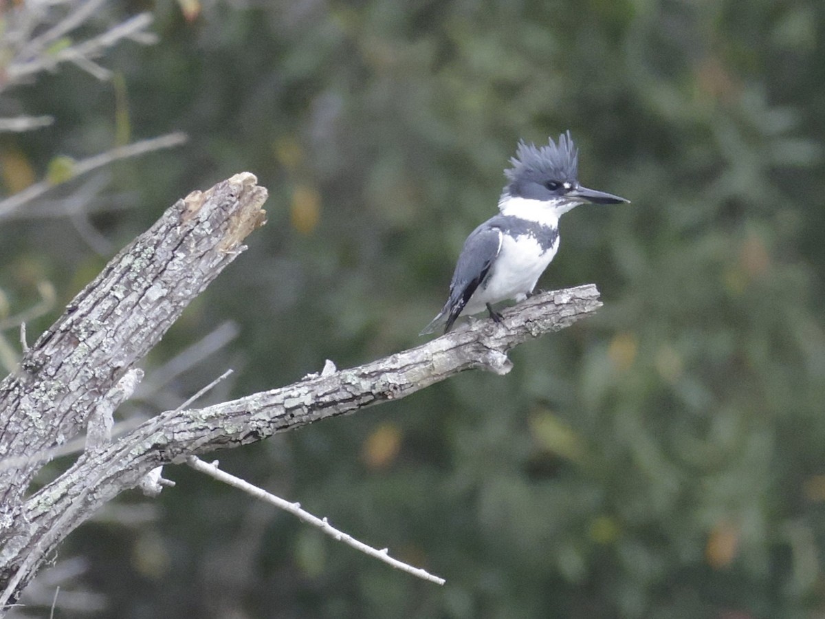 Рибалочка-чубань північний - ML649552521