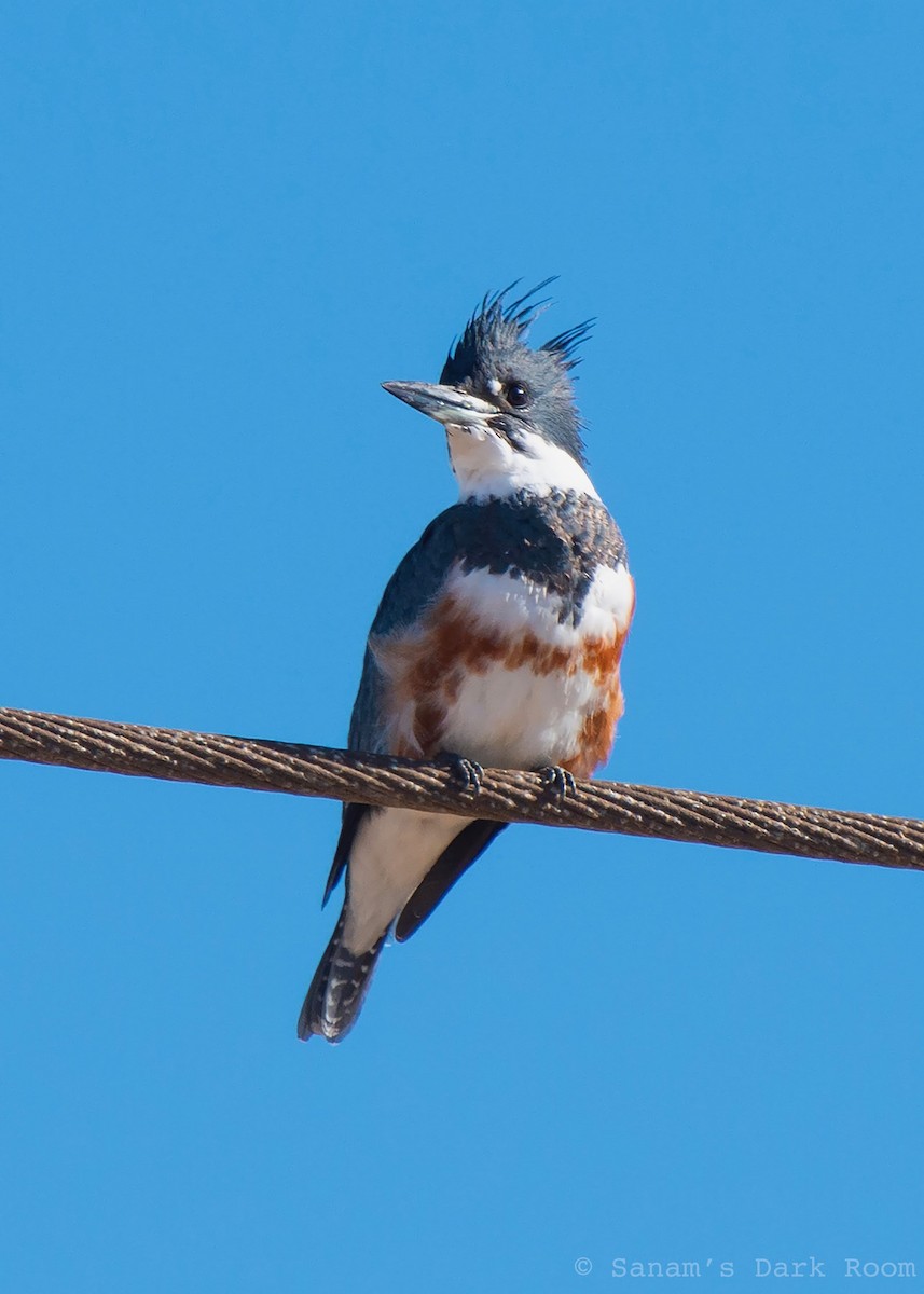 Рибалочка-чубань північний - ML649552531