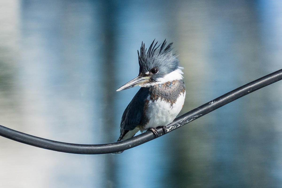 Рибалочка-чубань північний - ML649552908