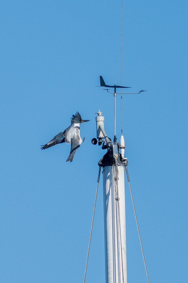 Рибалочка-чубань північний - ML649552910