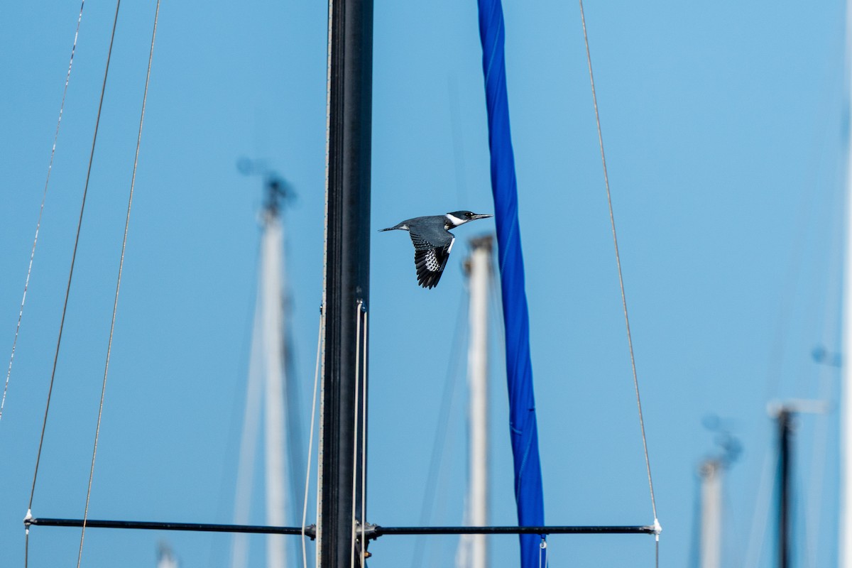 Рибалочка-чубань північний - ML649552911