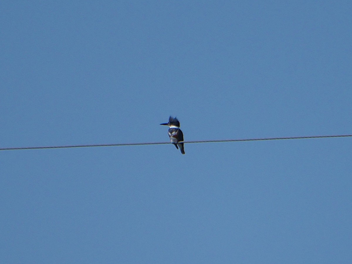 Рибалочка-чубань північний - ML649553242