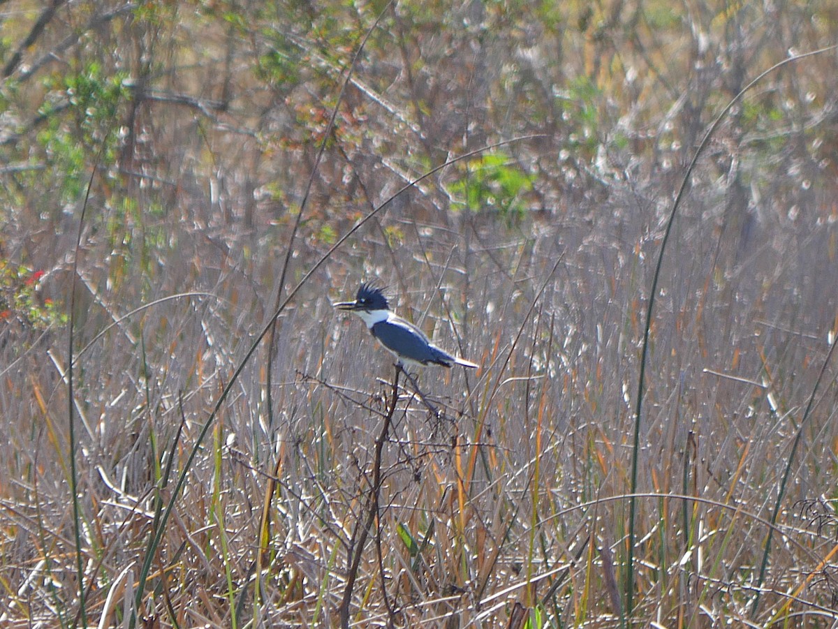 Рибалочка-чубань північний - ML649553243
