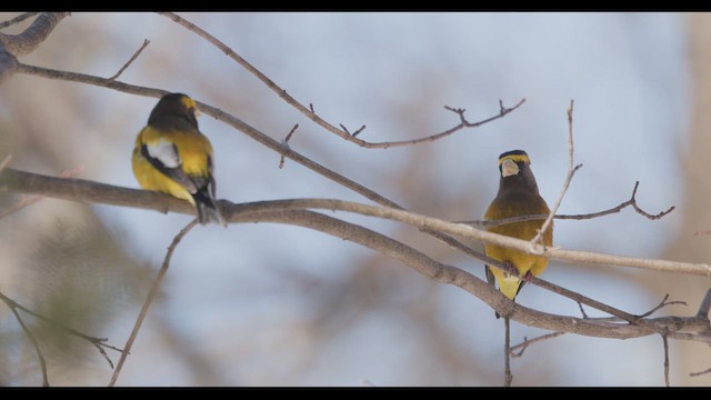 キビタイシメ - ML649554138