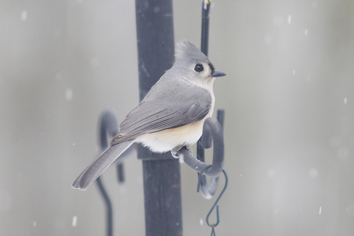 gråduskmeis - ML649554617