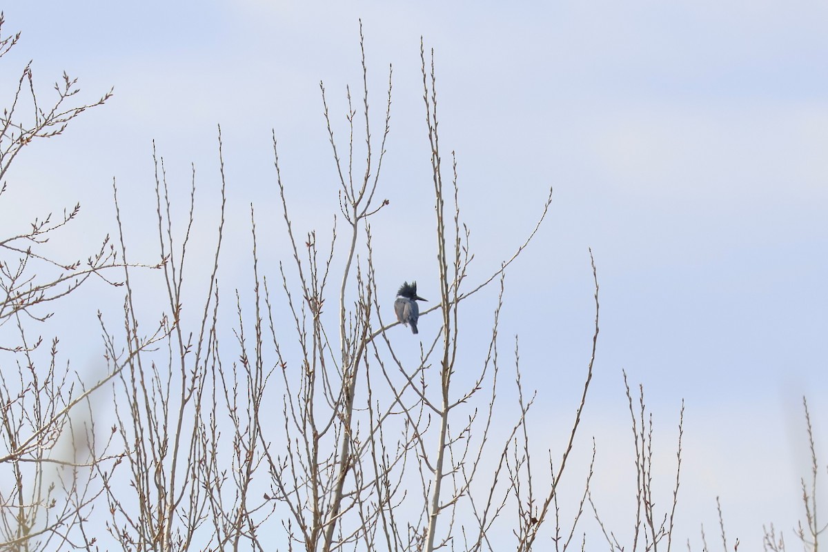 Рибалочка-чубань північний - ML649554970