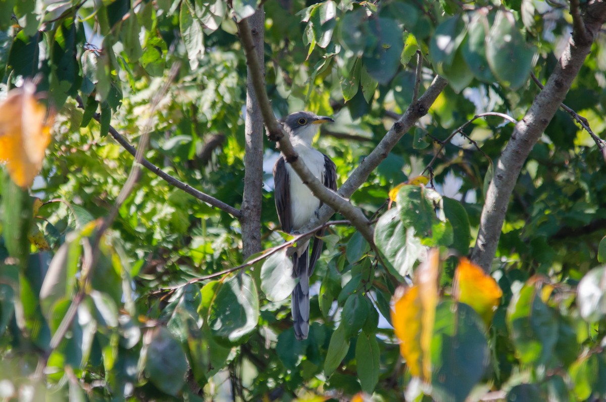 gulnebbgjøk - ML649554974