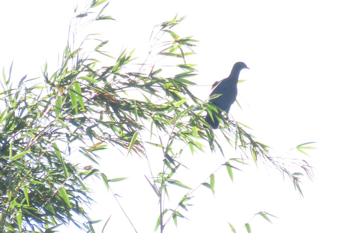 Red-billed Pigeon - ML649555119