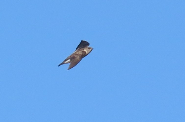 Northern Rough-winged Swallow - ML649555216