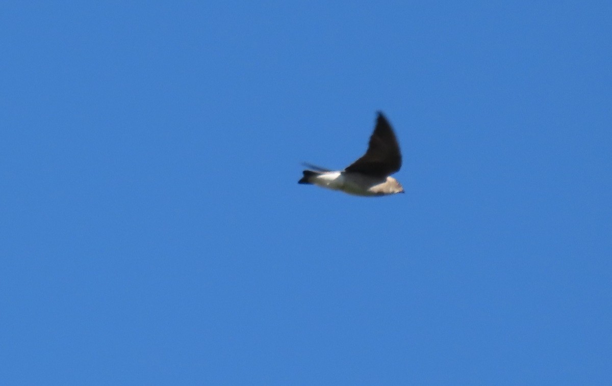 Northern Rough-winged Swallow - ML649555217