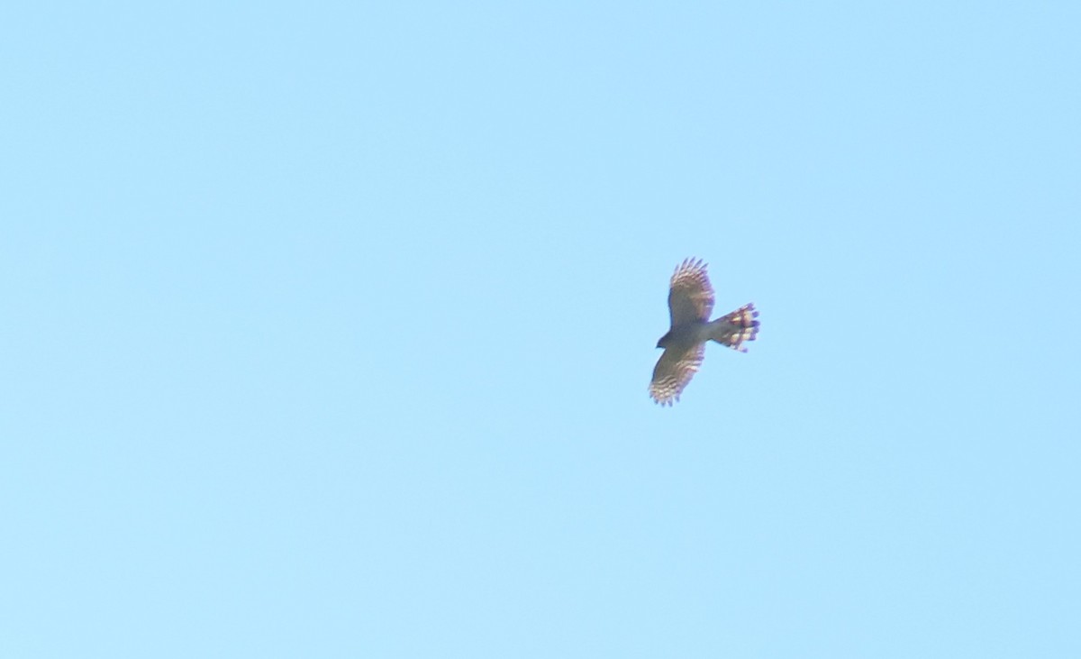 Cooper's Hawk - ML649555344