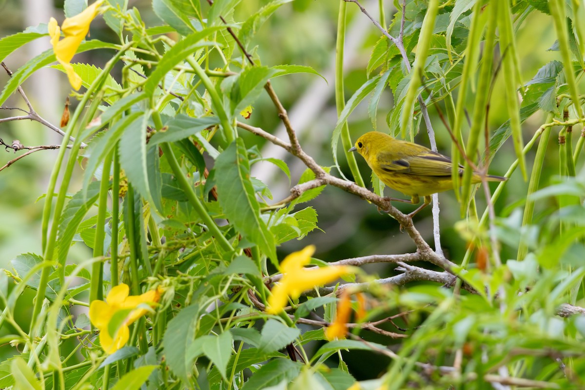 gulparula/mangroveparula - ML649555388