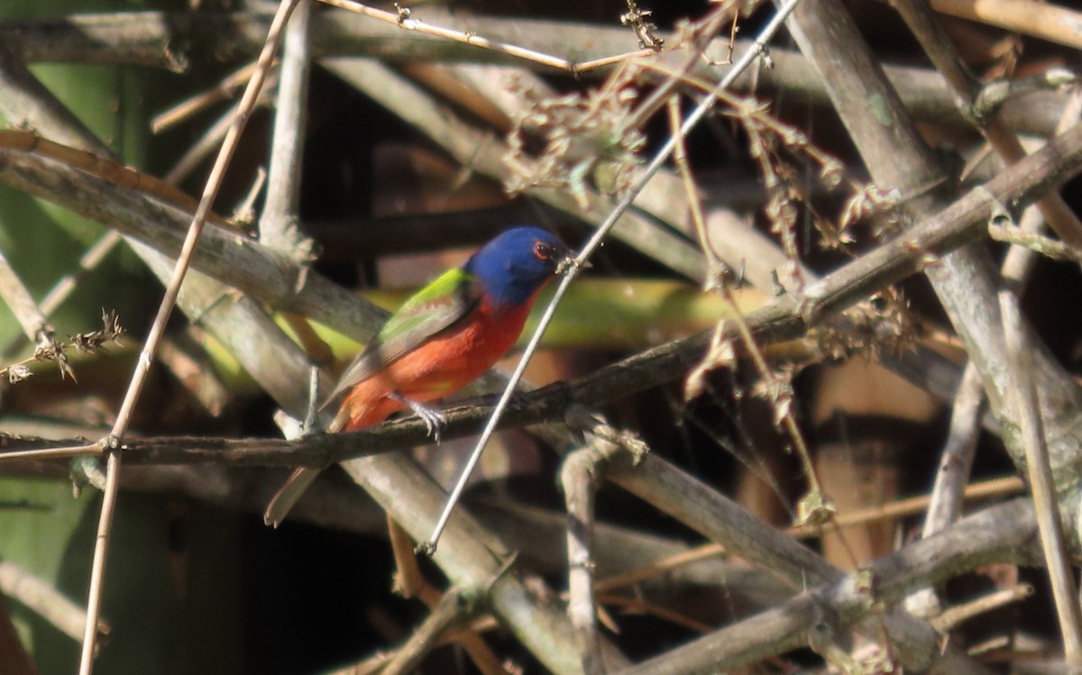 Painted Bunting - ML649555398