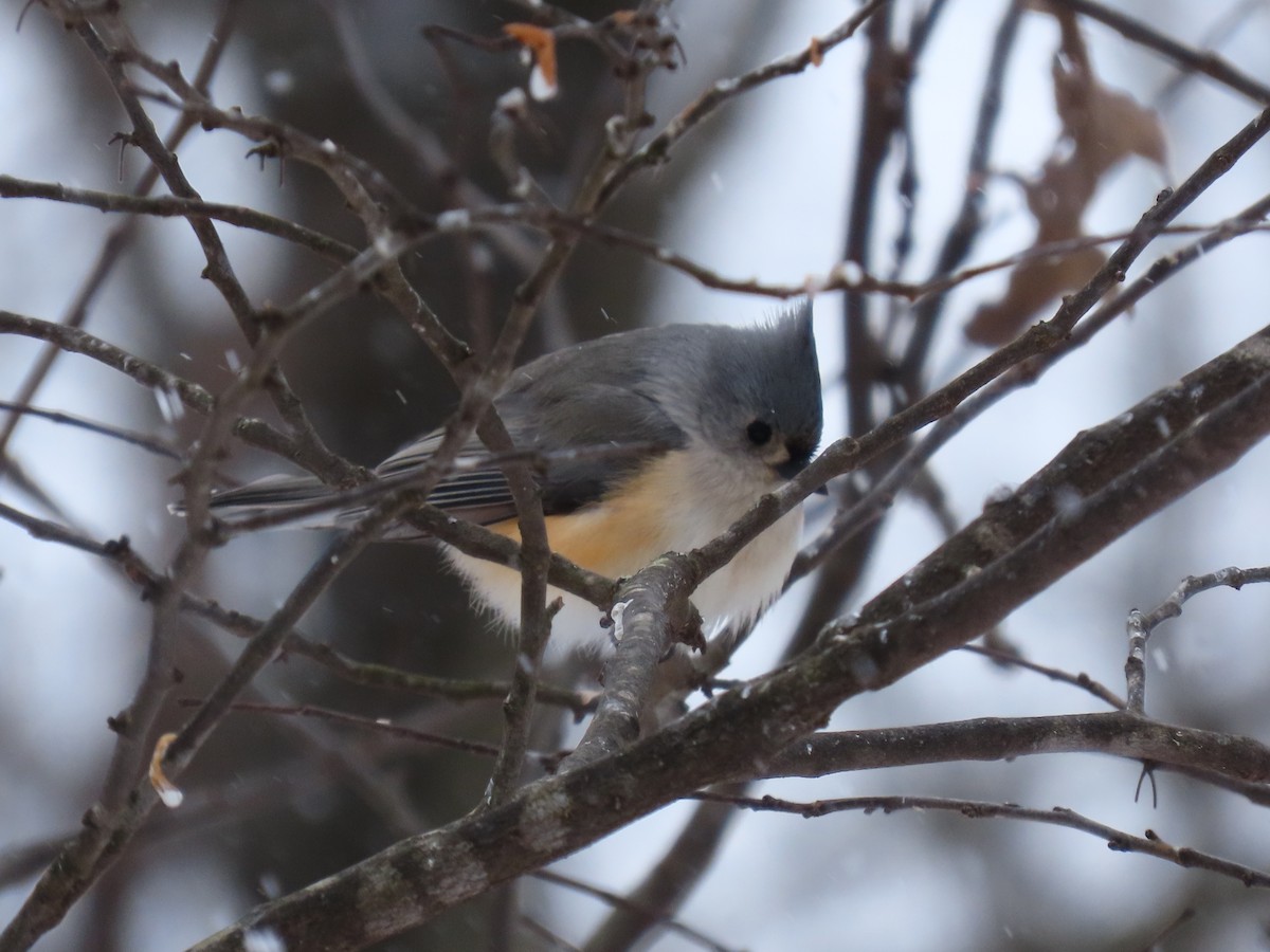 gråduskmeis - ML649555783