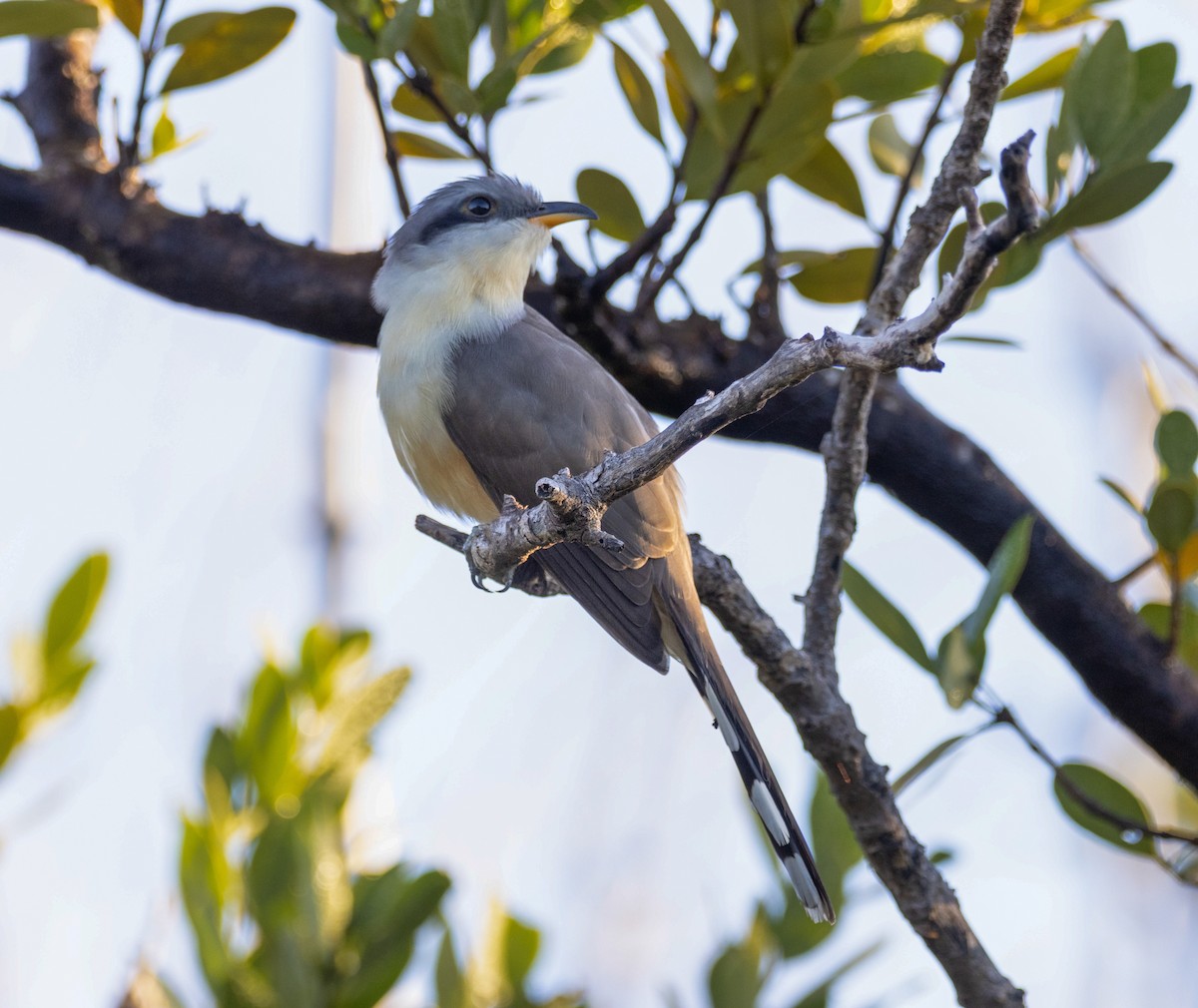 Mangrove Cuckoo - ML649555863