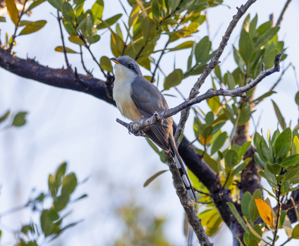 Mangrove Cuckoo - ML649555864