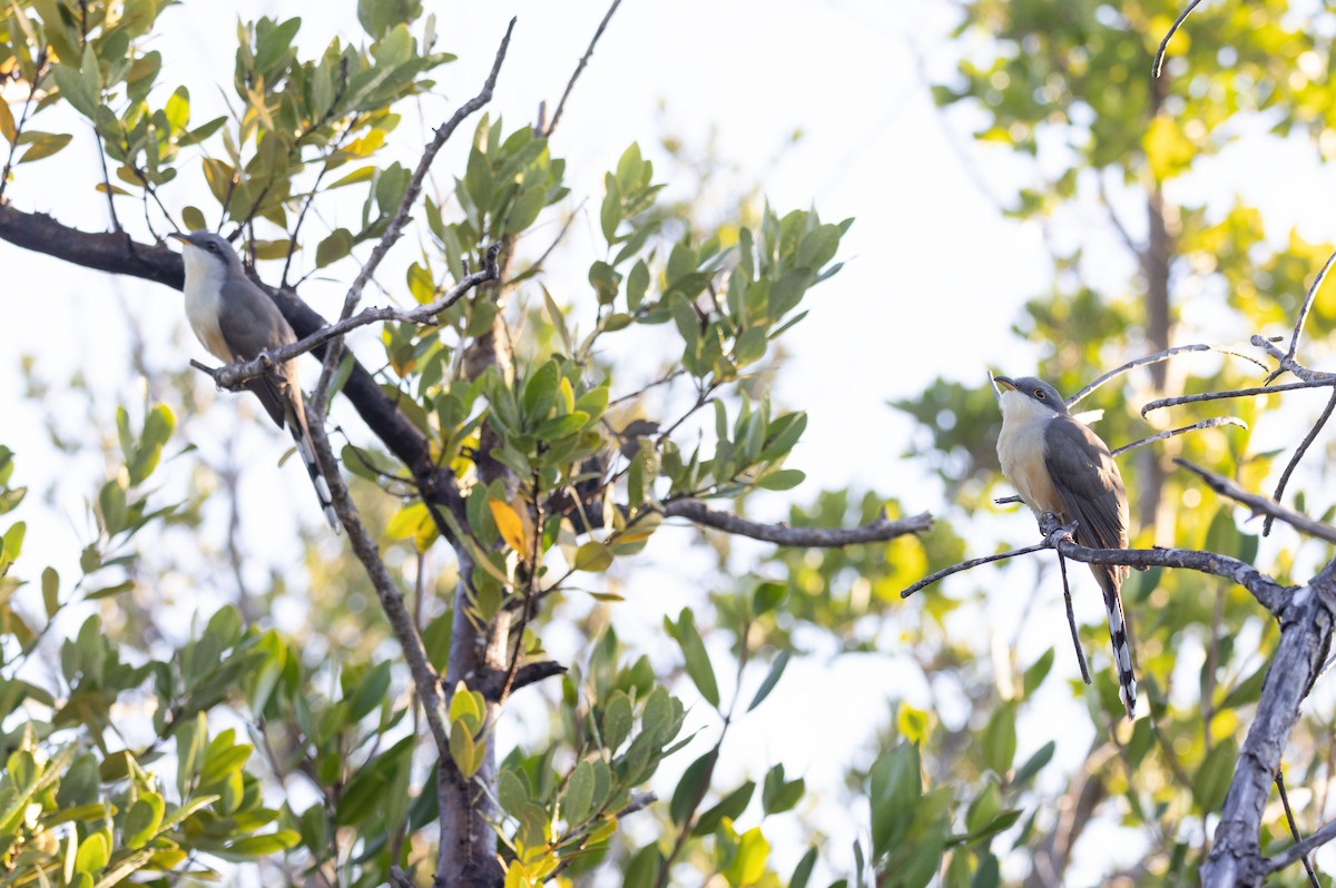 Mangrove Cuckoo - ML649555865